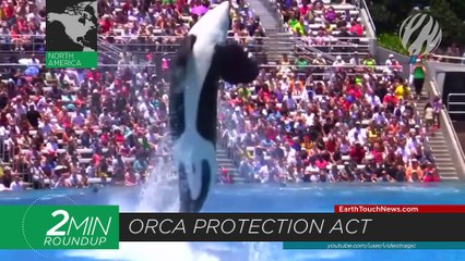 New orca protections, tool-toting crows & an epic moose battle