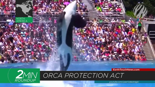 New orca protections, tool-toting crows & an epic moose battle
