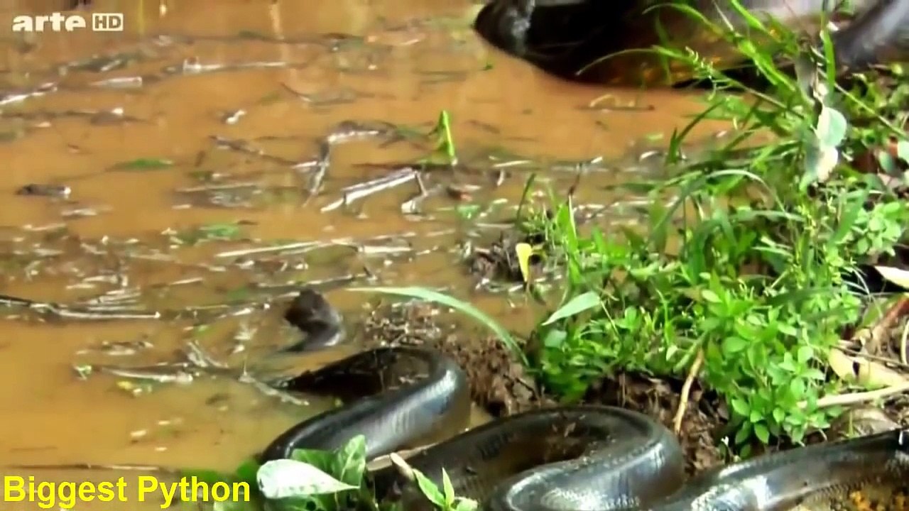Biggest Python Snake - Giant Anaconda | World's Biggest Snake Found in Amazon River