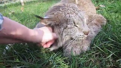 Quand un énorme lynx se met à ronronner comme un chaton