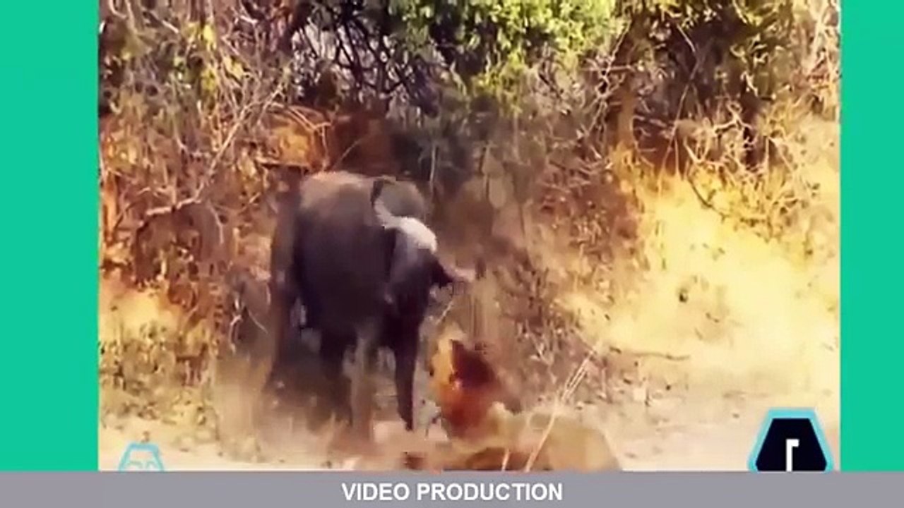 Cobra vs Lion vs Buffalo vs Tiger