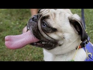 Funny animals and their ridiculous behavior are just the best - Funny animal compilation