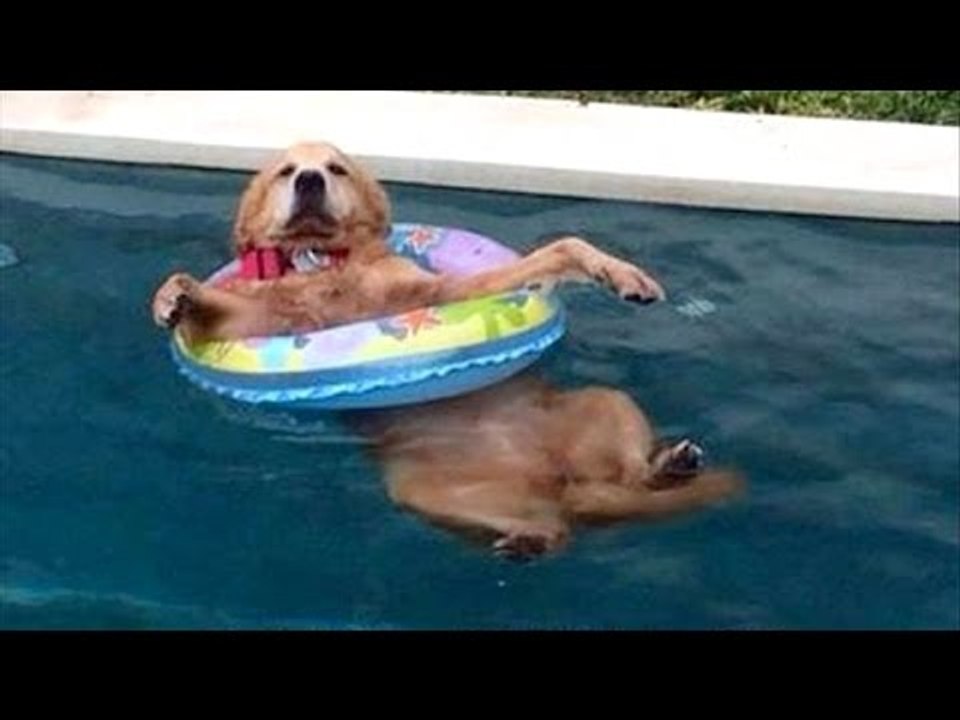 The most hilarious and funniest ANIMAL videos #2 - Funny animal compilation - Watch & laugh!