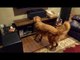 Golden Retriever Goes Nuts While Watching Final Cubs Game