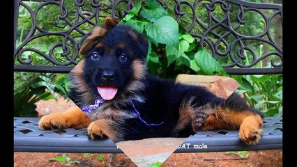 MITTELWEST BEST GERMAN SHEPHERD DOGS (MITTELWEST SHEPHERD)