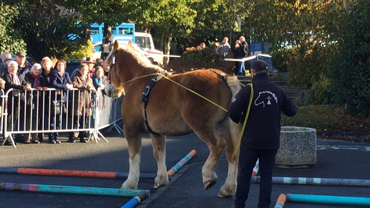 Le 1er championnat de Bretagne de maniabilité des chevaux bretons