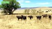 Animales increíbles Ataques En la Vida Real # 4 Leones mata Buffalo Full HD 720 || PARTE 5