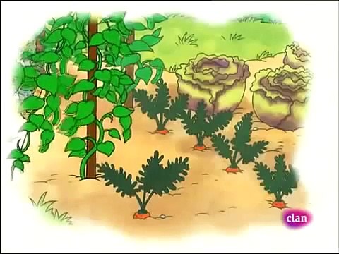 DVD24 Caillou capitulos completos Discovery kids latino en español