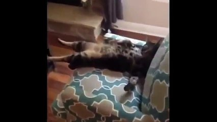 Funny cute Kittens Funny Animal Cute Kitten Compilation Funny Cat Animal Videos