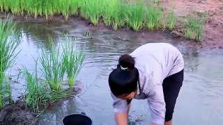 Beautiful Girl Fishing - Amazig Fishing at Battambang - Cambodia Traditional Fishing - (Part 2)
