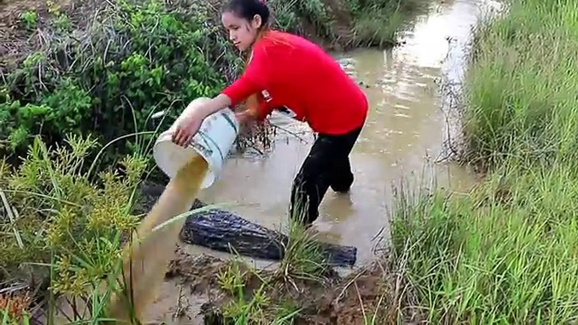 Beautiful Girl Fishing - Amazig Fishing at Battambang - Cambodia Traditional Fishing - (Part 3)