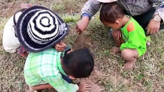 Catches Biggest Black Spider in Pailin province - How to find Spiders in Cambodia