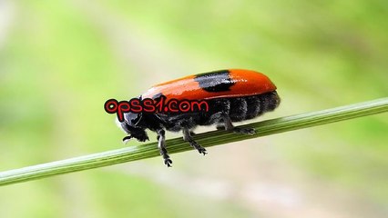 도봉오피방 (Opss1.com) 오피에스 도봉휴게텔