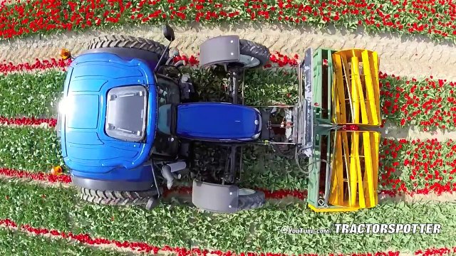 Privește cum sunt recoltate lalelele în Olanda. Este o adevărata industrie în domeniu. Urmărește câmpiile pline cu acest