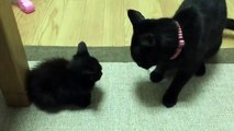 Un chat tape un chaton