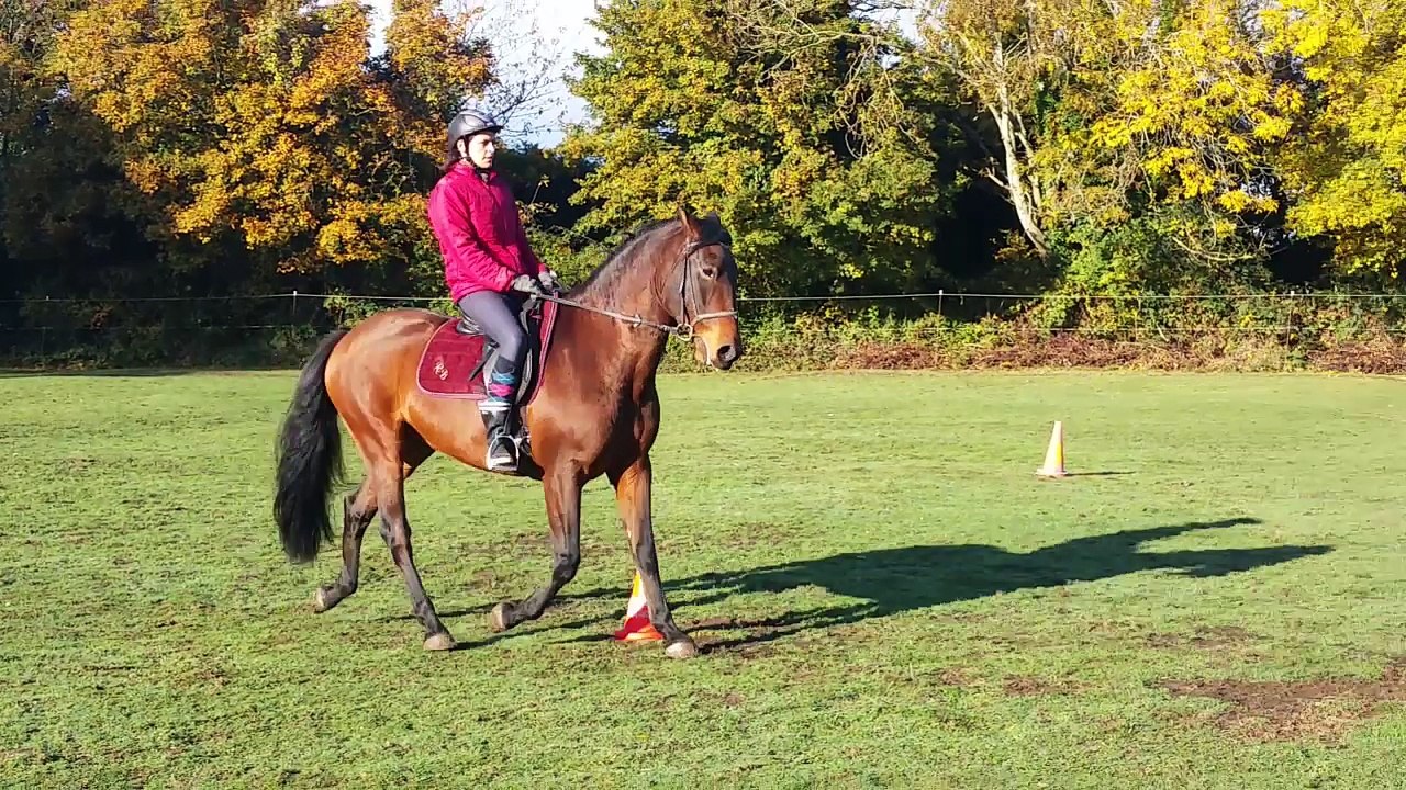 Reprise Dressage G7