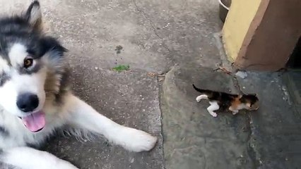 Big dog afraid of little fluffy kitten