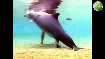 magnifique naissance de bébé dauphin