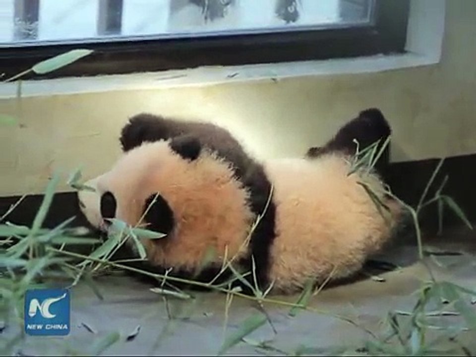 Panda Struggling To Learn To Walk