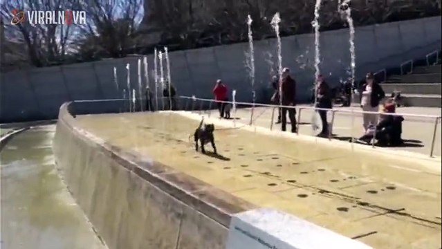 Ce chien na aucune idée quil marche sur une fontaine Regardez bien sa réaction hilarante quand le jet deau va sortir!