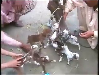 سبحان الله الله تعالى کی قدرت دیکهیں ایک بکری نے آٹھ 8 بچے دیے