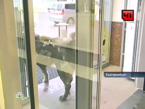 собака-фошизд напала на вытирана! tutgodnota.com - ЮМОР, ШОК, ПОРНО, заходи!