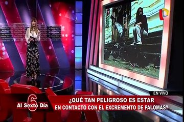 Descubre qué tan peligroso es el excremento de paloma para la salud