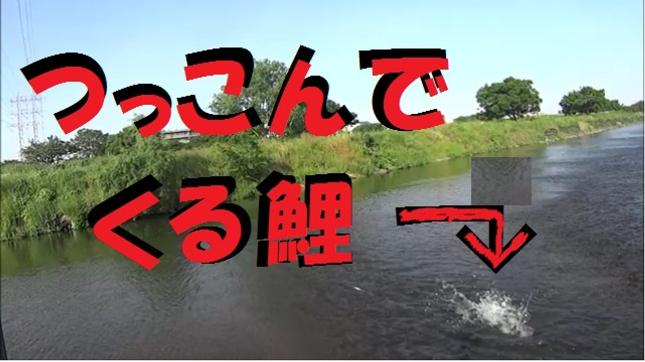 多摩川でパンプカ鯉釣りで鯉が釣り人に突っ込む！　Carp Charging to Fisherman!