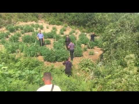 ASGJESOHEN 7200 RRENJE KANABIS, ARRESTOHET 29 -VJEÇARI