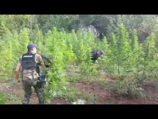 IMPLIKIMI I POLICIT TE ERSEKES NE KULTIVIMIN E KANABISIT