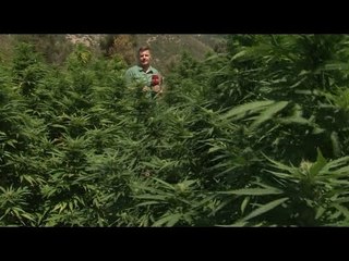 VIDEO - REPORTAZH/NE AREN ME TE MADHE TE KANABISIT NE VEND