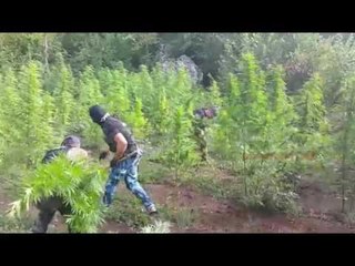 POLICET NEN HETIM PER 3 MUAJ PER KANABISIN NE KOLONJE