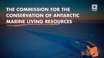 World’s largest animal sanctuary to be built in Antartica’s Ross Sea