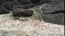 Epic Iguana trying to escape a legion of snakes with Diebuster soundtrack