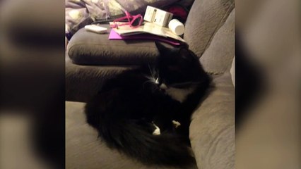 Black Cat Hates Clowns