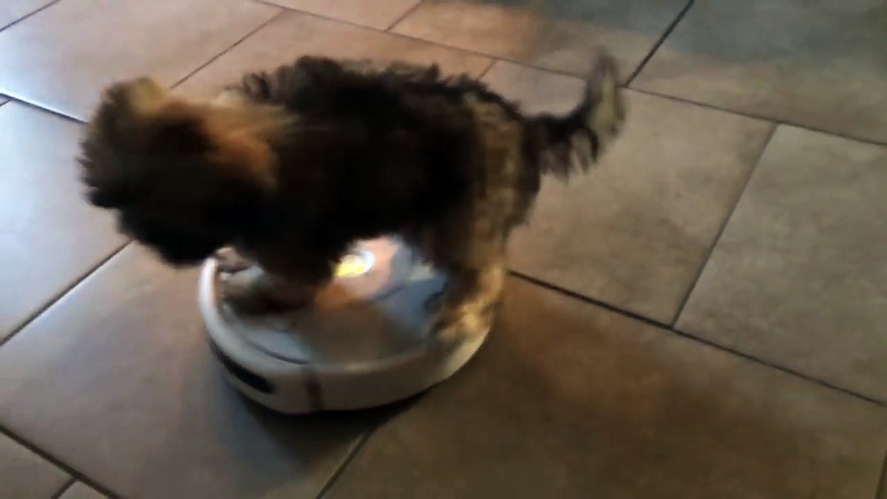 Dog Rides Roomba