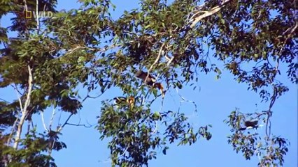 wildlife documentary -  Wild Thailand A Land of Beauty - Discovery channel animals - Animal planet