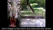 Lion Attacked a Man in Zoo Live - Wild Animals Attacks 2016