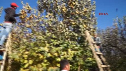 Adıyaman Gölbaşı'nda Hurma Hasadı Başladı