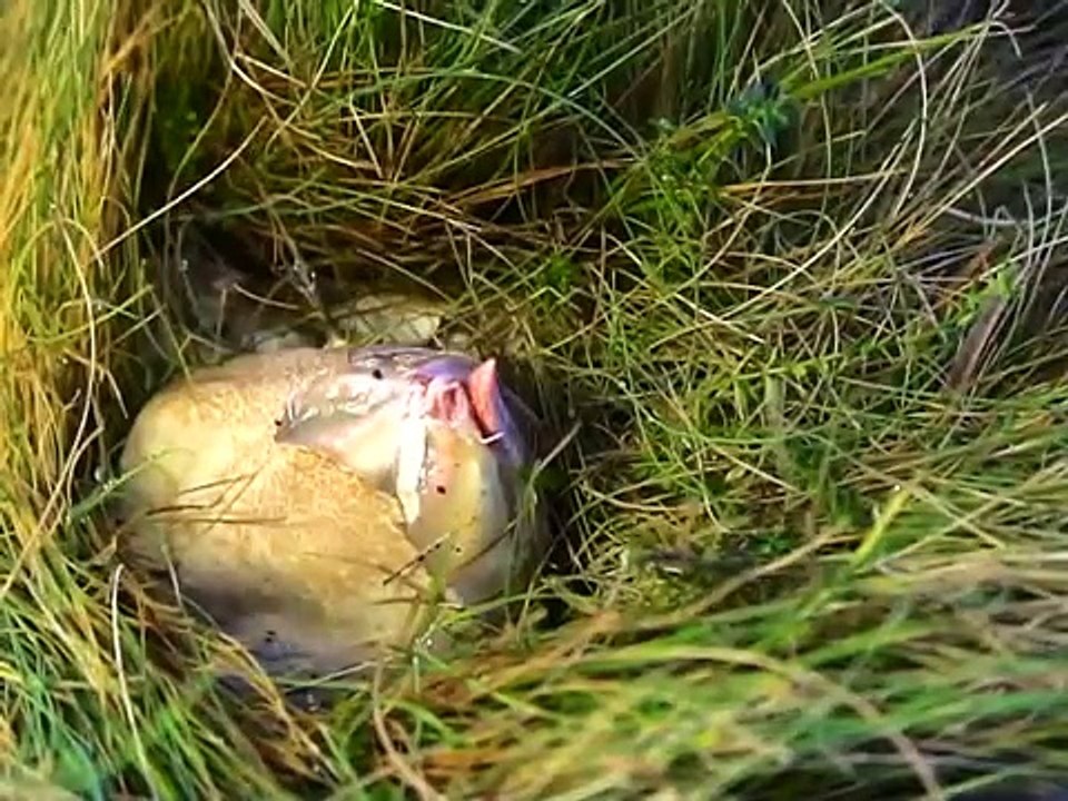 Si vous croisez ceci en vous promenant, essayez de ne pas paniquer... Vous pourriez assister à quelque chose d'incroyabl