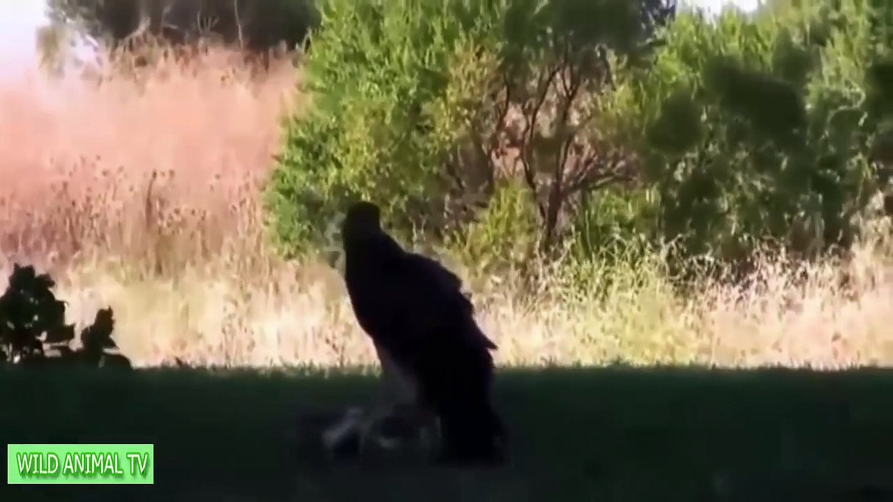 Lion vs Snake and Snake vs Eagle # Most Amazing Wild Animal Attacks
