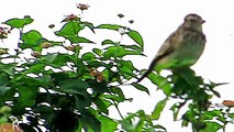 Audio calls of Rare  Indian Song Sparrow Bird