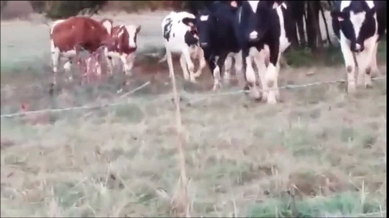 Un marcassin au milieu d'un troupeau de vaches