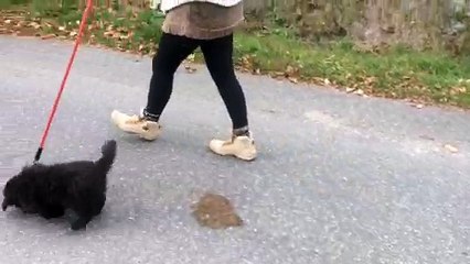 Marche en laisse chiot MAC ADAM des Drailles de L'Aigoual à 9 semaines