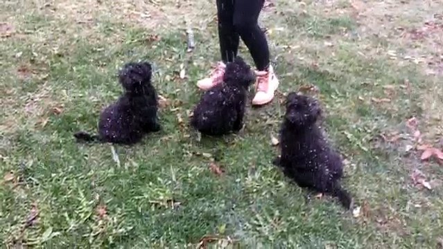 Les trois mâles sous la neige des Drailles de L'Aigoual à 9 semaines