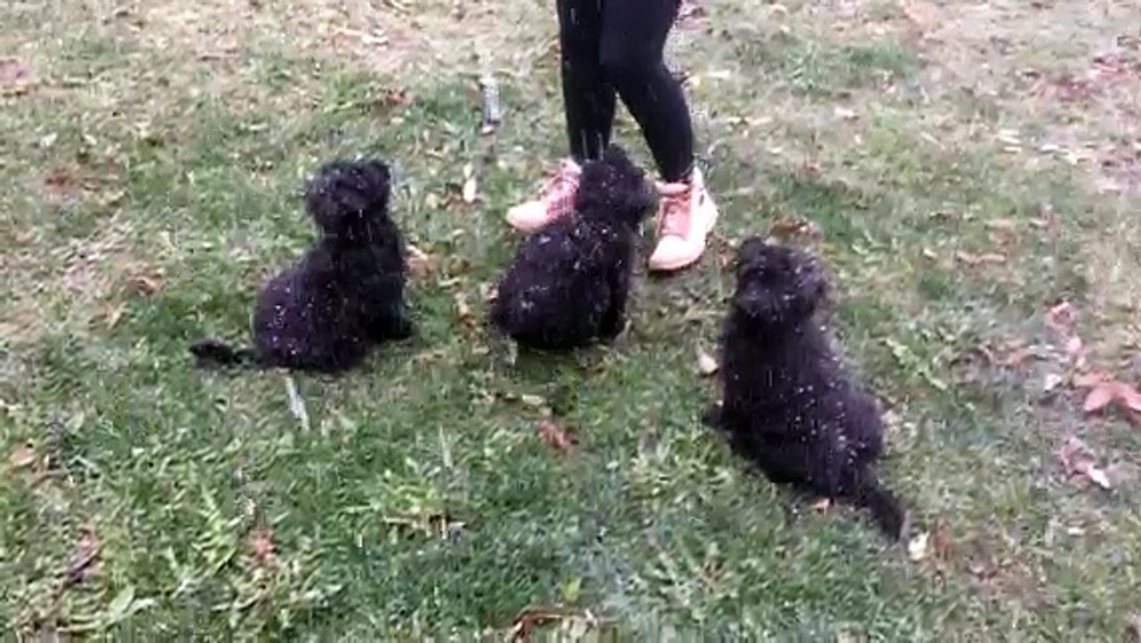 Les trois mâles sous la neige des Drailles de L'Aigoual à 9 semaines