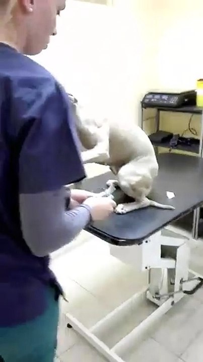 La manière dont se comporte ce chien dans le cabinet du véto est vraiment impressionnant !