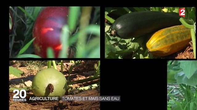Sans eau et sans soins: légumes indépendants, sans besoin d'assistance, costauds et délicieux