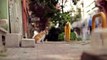 KEDI - Cats in Istanbul - (1080p)