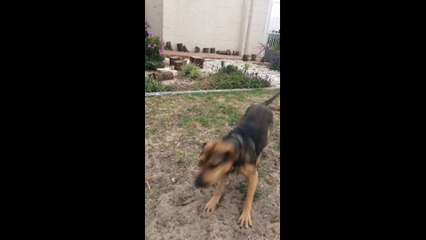 Guilty dog refuses to take responsibility for digging hole